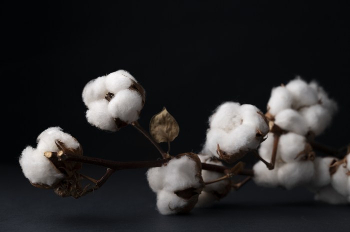 fluffy-cotton-plant-with-buds